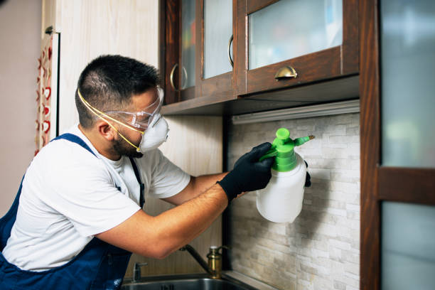 Wasp Removal Services in Lombard, IL