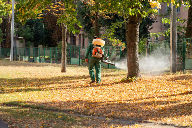 Reliable Lombard, IL Pest Control Solutions